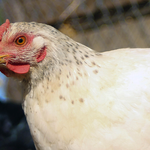 Hombre murió baleado en La Serena tras intentar robar gallinas