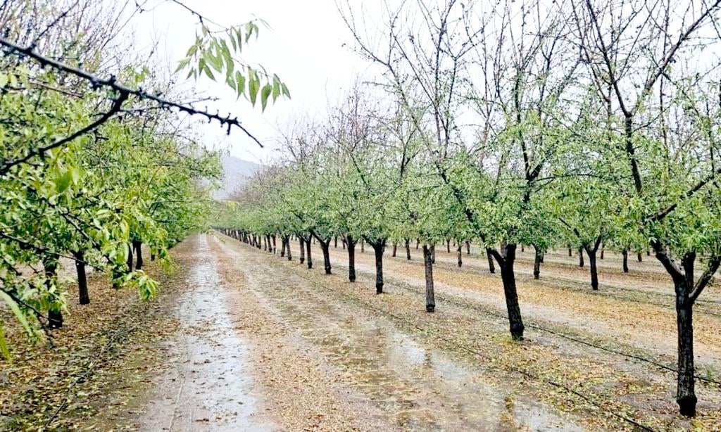 Lluvias de octubre golpean la fruticultura del Maule: Pérdidas millonarias amenazan hasta el 40% de la cosecha