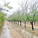 Lluvias de octubre amenazan millonarias pérdidas en fruticultura del Maule
