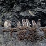 Pingüinos varados en el Maule: Greenpeace acusa "descoordinación" y exige respuestas a Sernapesca