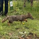 Liberan a ejemplares de zorro chilla y quique tras exitosa rehabilitación en la Región del Maule