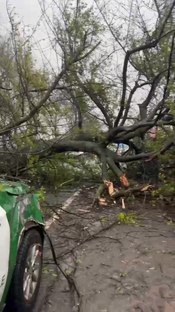 Árbol cae sobre calzada y casi aplasta patrulla en Teno