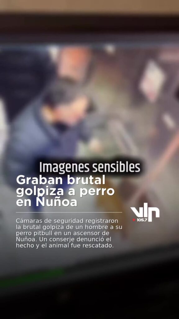 Graban brutal golpiza a perro en Ñuñoa