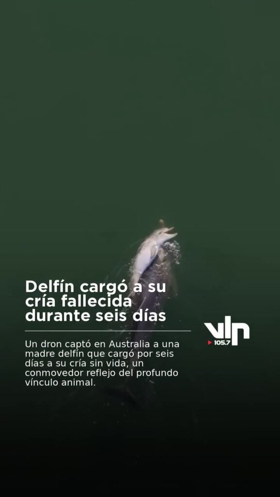 Delfín cargó a su cría fallecida durante seis días