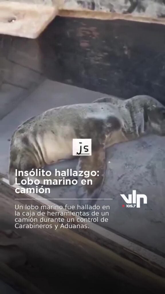 Insólito hallazgo: Lobo marino en camión