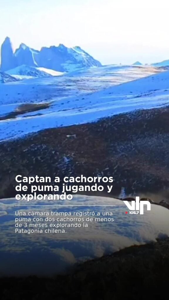 Captan a cachorros de puma jugando y explorando