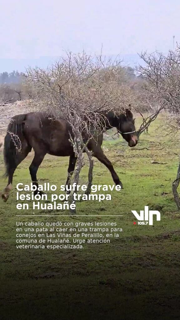 Caballo sufre grave lesión por trampa en Hualañé