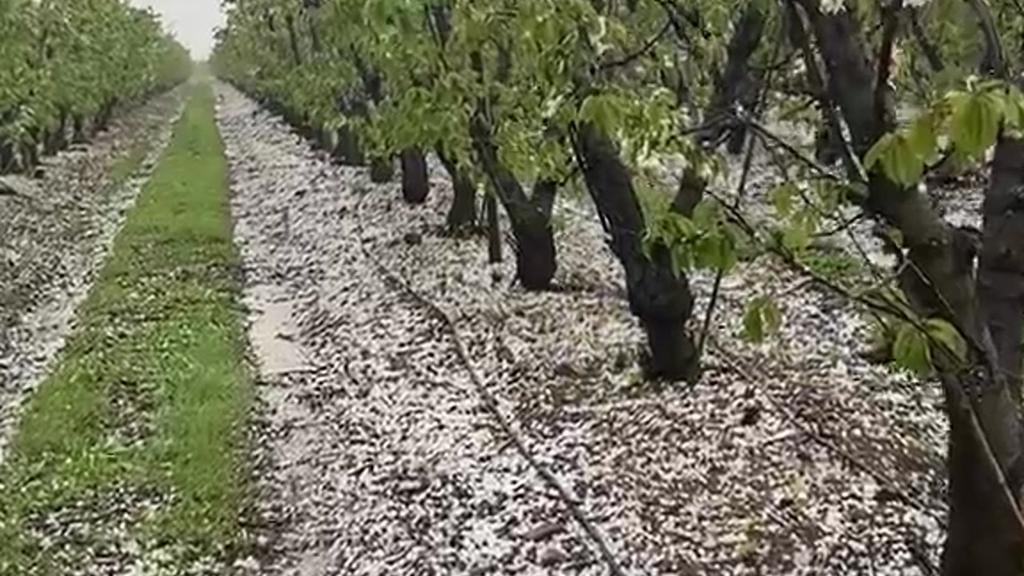 Granizada daña huertos en Teno