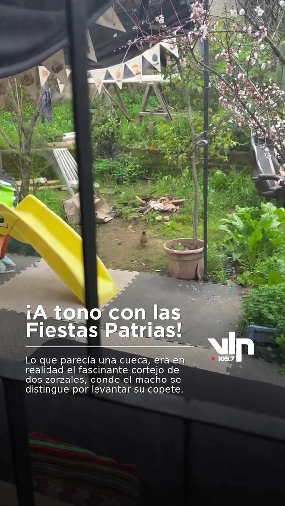 ¡A tono con las Fiestas Patrias!