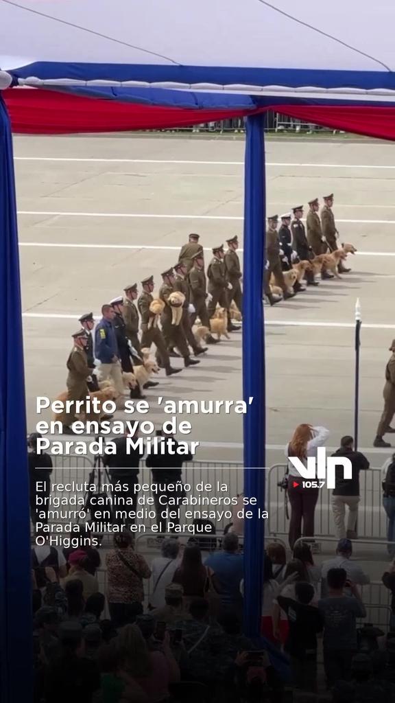 Perrito se 'amurra' en ensayo de Parada Militar